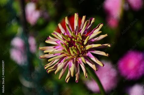 Magical annual zinnia flowers, disambiguation majors growing on the ...