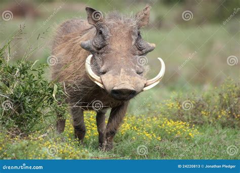 A Warthog With Big Tusks. Stock Photos - Image: 24220813