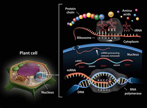 RNA | Definition, Structure, Types, & Functions | Britannica