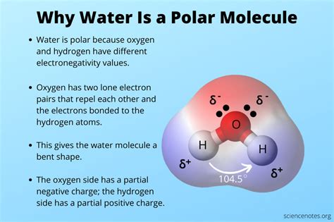 Why Is Water a Polar Molecule? | Water molecule, Molecular geometry, Molecules