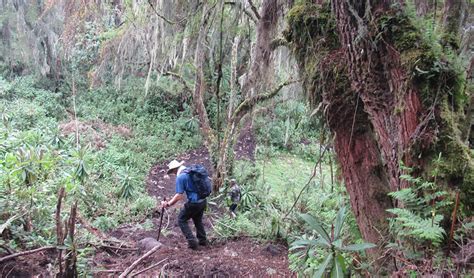 Hiking Guide to Mount Karisimbi Rwanda | Hiking Mount Karisimbi.