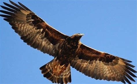 Falcon Images: Golden Eagle Wingspan Size