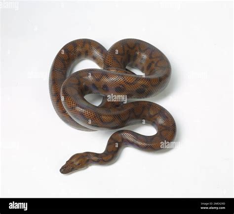 Rainbow boa, snake Stock Photo - Alamy