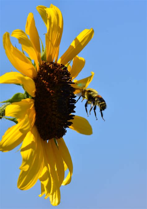 Bee and a sunflower | FWS.gov