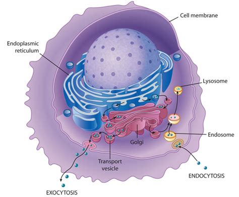 Endomembrane System What Does Continuous System Mean - Montenegro Sualleadiang