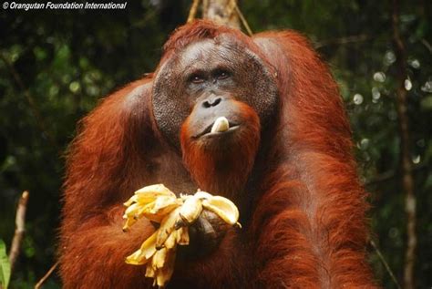 Orangutan Ecology – Official Orangutan Foundation International Site | Orangutan, Bornean ...