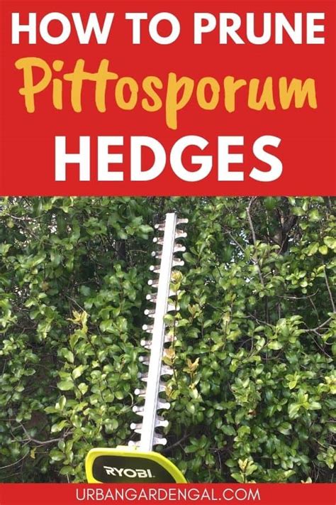 How To Prune Pittosporum Hedges - Urban Garden Gal