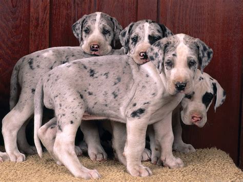 Great Dane puppies - Great Danes Photo (15342697) - Fanpop