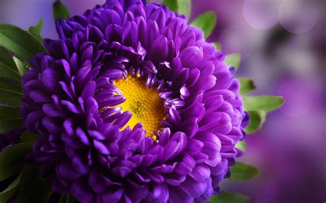 Purple Flower HD Wallpapers