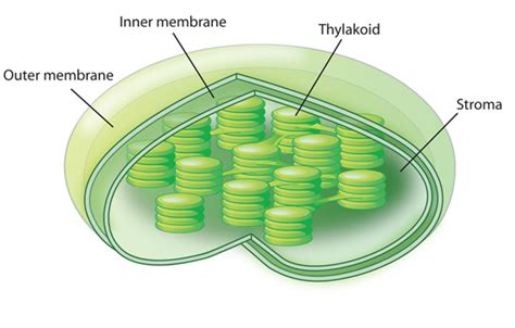 Thylakoid Membrane Photosynthesis