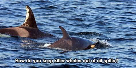 How to keep killer whales out of oil spills (Exxon Valdez anniversary ...