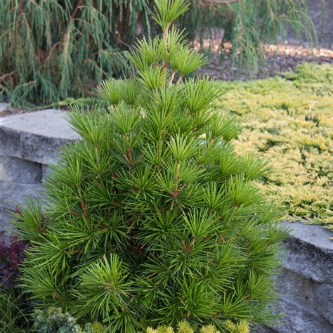 Umbrella Pine Evergreen Shrubs at Lowes.com