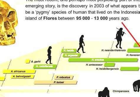 Human Evolution Timeline Chart | Images and Photos finder