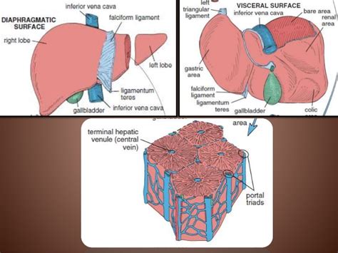 Liver (Anatomy, Histology and Functions) - Online Science Notes