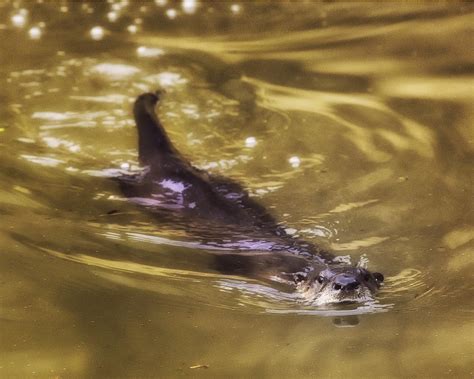 Swimming River Otter Photograph by Michael Dougherty | Fine Art America