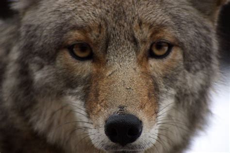 Coyote Up Close Free Photo Download | FreeImages