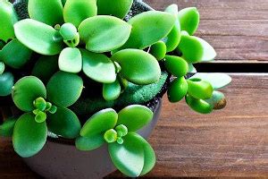 Jade Plant Feng Shui Benefits | FengShuied