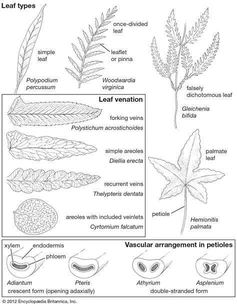 Why Are Ferns Classified As Vascular Plants?