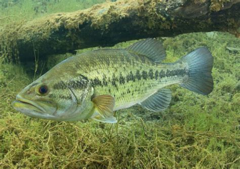 Largemouth Bass Guide: Habitat, Diet, Life Cycle - FishOnTips