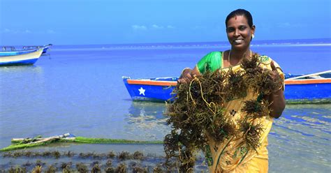 Seaweed farming initiative launched in India | The Fish Site