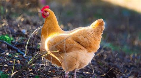 10 of the Best Chicken Breeds for Eggs