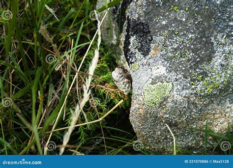 Bald-faced hornet nest stock photo. Image of honeycomb - 231070886