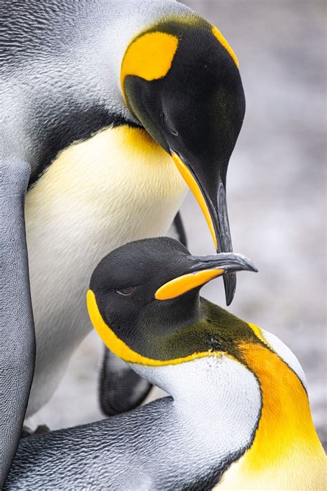 Penguin Couple Pictures, Photos, and Images for Facebook, Tumblr, Pinterest, and Twitter