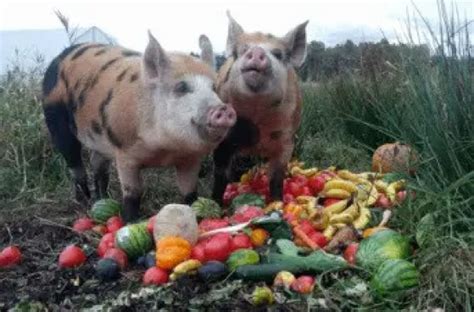 Can Pigs Eat Bananas? | Pet Pig World