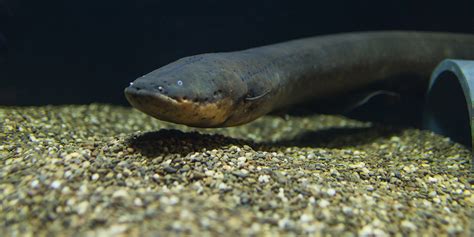 Electric eel | Smithsonian's National Zoo and Conservation Biology Institute