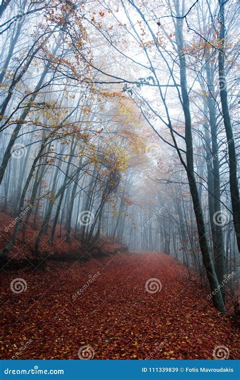 Misty fall path stock image. Image of brown, hazy, colors - 111339839