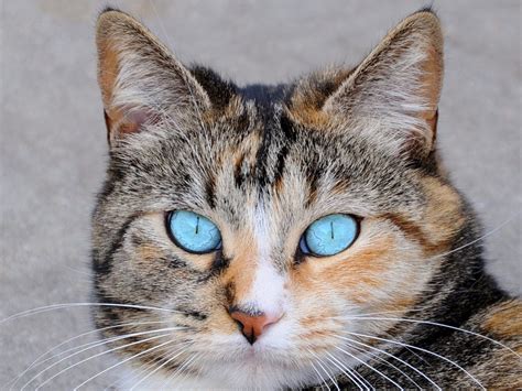 Why cats have vertical eye pupils - Business Insider