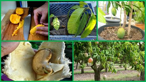 How to grow a mango tree inside your garden