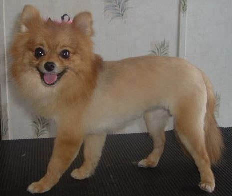 The lion cut is perhaps the most popular Pomeranian haircut styles, and can be linked to their ...