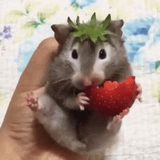 Mouse Eating gif, animals GIFs - Gif-Vif.com