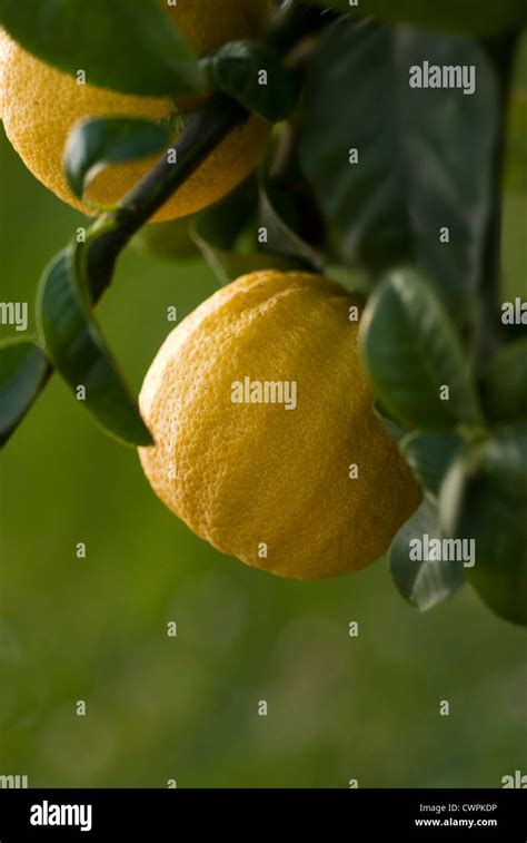 Citrus bergamia, Bergamot, Citrus Stock Photo - Alamy