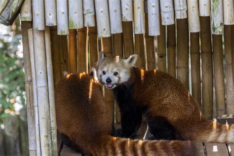 Red Panda - Zoo Atlanta