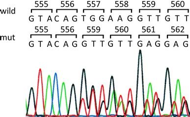 DNA sequence analysis of the c-kit gene. Sequence analysis revealed ...