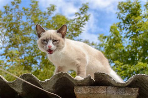 Check Out the Distinct Personality of the Snowshoe Siamese Cat - Cat Appy