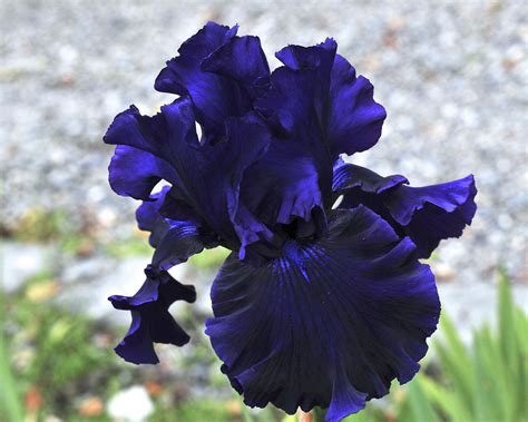 IRIS | Iris garden, Iris flowers garden, Planting flowers