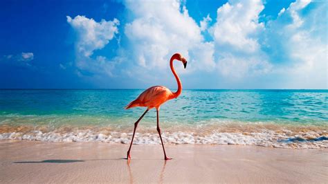 Flamingo Wallpapers - Top Free Flamingo Backgrounds - WallpaperAccess