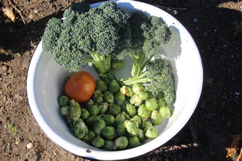 Year End Broccoli and Brussel Sprout Harvesting - Eric's Organic Gardening Blog