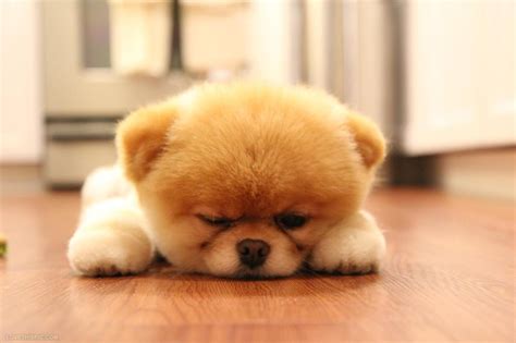 Cute Fluffy Dog Pictures, Photos, and Images for Facebook, Tumblr, Pinterest, and Twitter