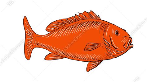 Snapper Fish Swimming 2D Animation Stock Animation | 10489522