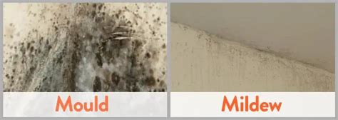 Difference Between Mold And Mildew In Carpet - Carpet Vidalondon