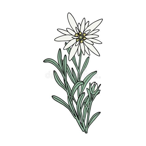 Edelweiss Flower. Mountain Plant. Hand Draw Sketch Stock Vector - Illustration of blossom ...