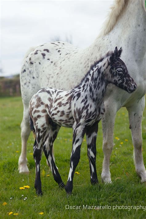 Mare & foal, 2015 | Baby horses, Appaloosa horses, Horse breeds