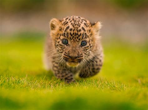 Two Leopard Cubs Happily Reunited With Their Mothers - Wildlife SOS