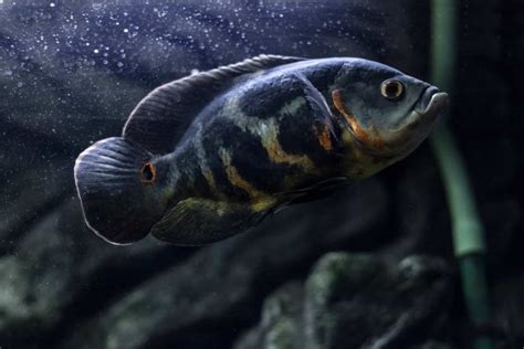 15 Popular Types of Oscar Fish