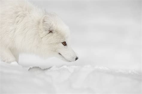 Arctic Fox Adaptations