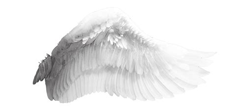 Wing Download Bird - Angel wings png download - 4400*2100 - Free Transparent Wing png Download ...